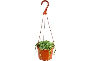 Variegated String of Pearls Plant Live: Senecio Rowleyanus Variegatus Hanging Succulent