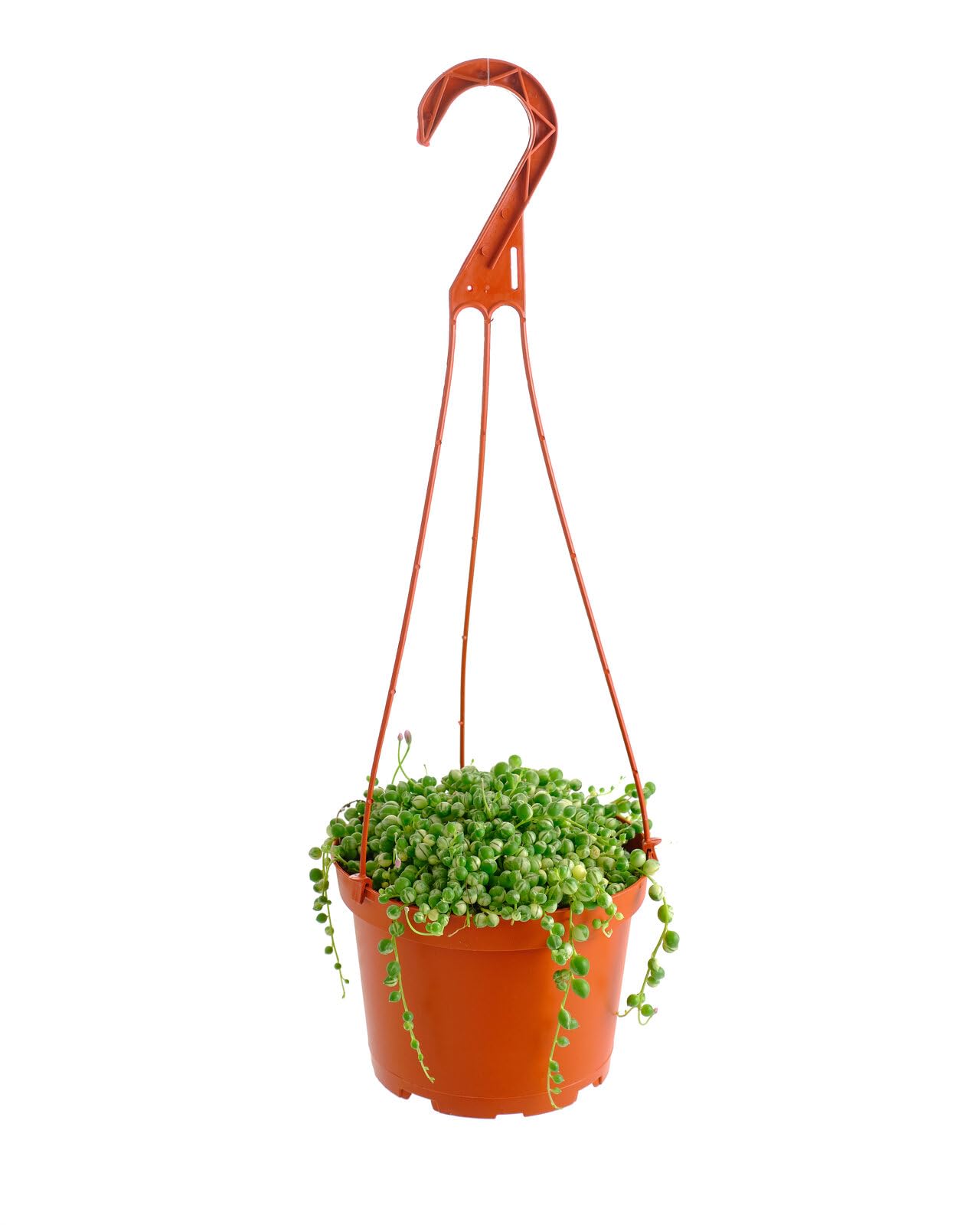 Shop Succulents Variegated String of Pearls Hanging Succulent, Senecio rowleyanus variegatus, Fully Rooted Live 6" Plant with Hanger, Low Maintenance Indoor Plant, Trailing Succulents, Gift & Garden
