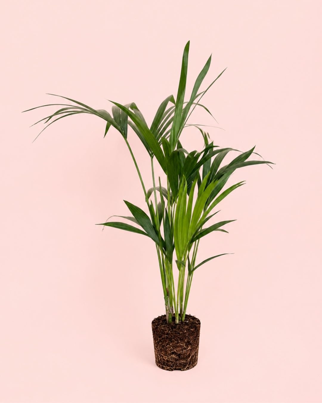Palmera kentia planta de interior natural Howea Forsteriana exterior clima suave