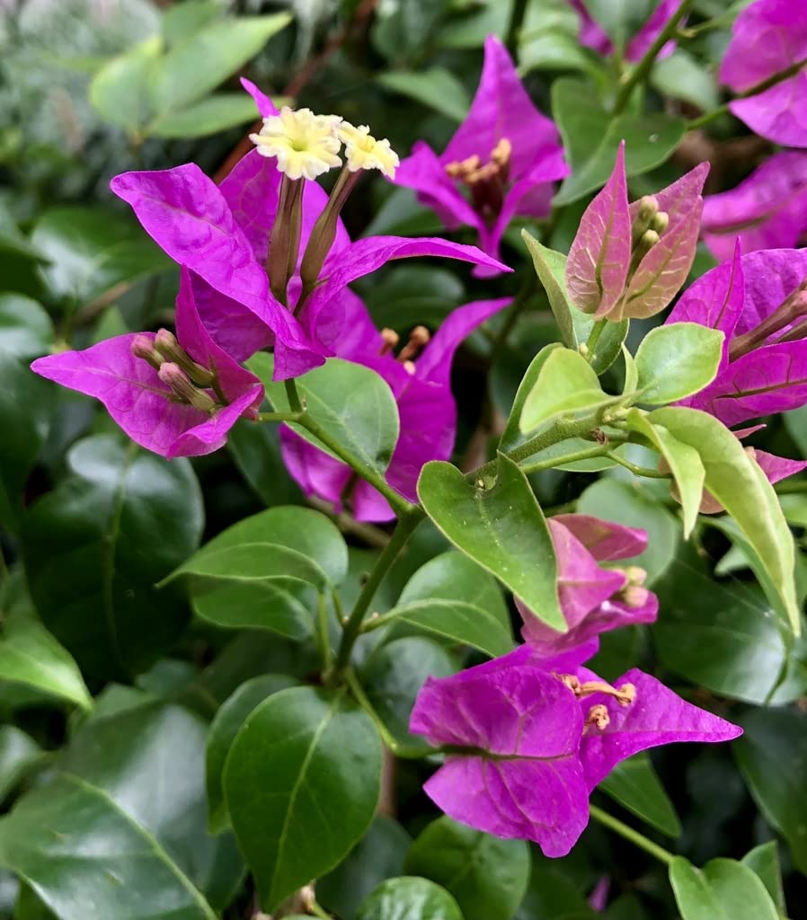OpLeaves Bougainvillea Live Plant Stunning Bougainvillea for Garden, Balcony, Terace (Purple Bougainvillea)