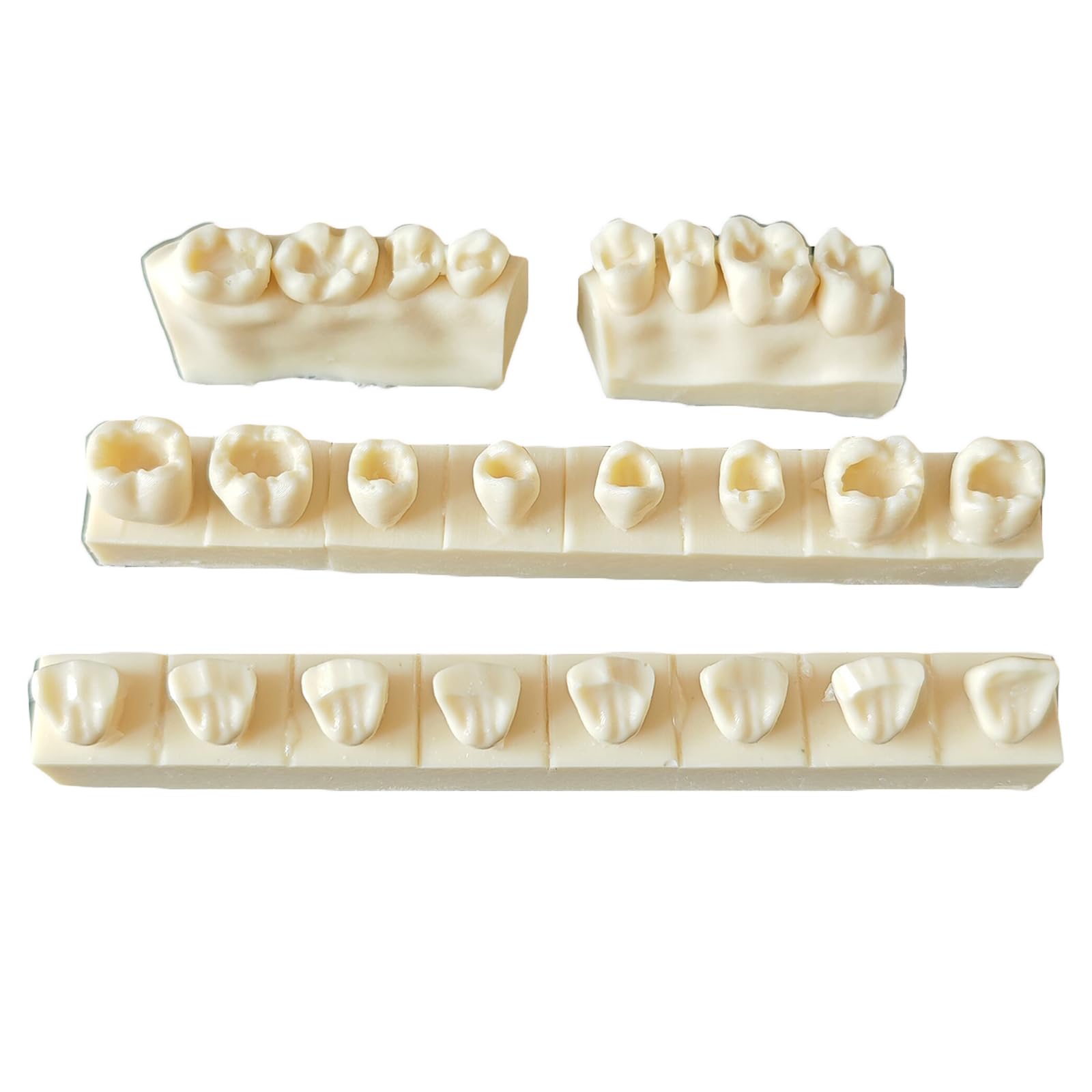 Modello di Pratica per otturazioni dentali in Resina 4 Pezzi Modello di cavità di Classe II Typodont per Studio e insegnamento