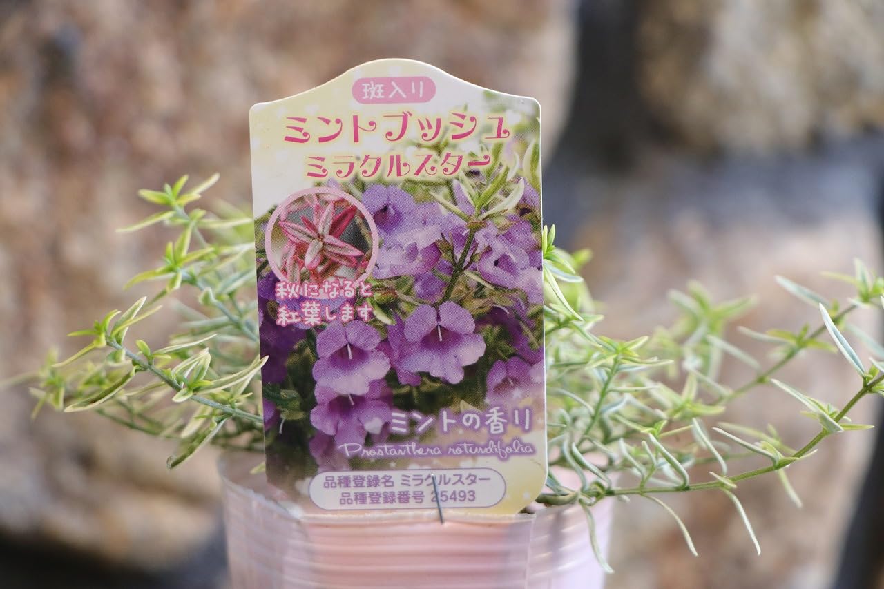 Amazon.co.jp: 斑入り ミントブッシュ ミラクルスター 2.5〜3号ポット