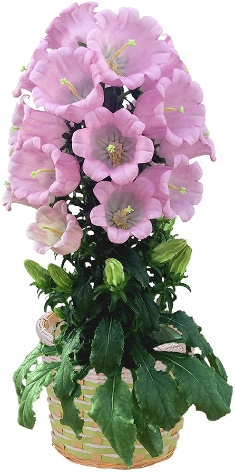 Amazon カンパニュラ 鉢植え ピンク 花鉢 フラワーギフト 花のギフト社 Hana No Gift Sha 観葉植物 Amazon カンパニュラ 鉢植え ピンク 花鉢 フラワーギフト 花のギフト社 Hana No Gift Sha 観葉植物