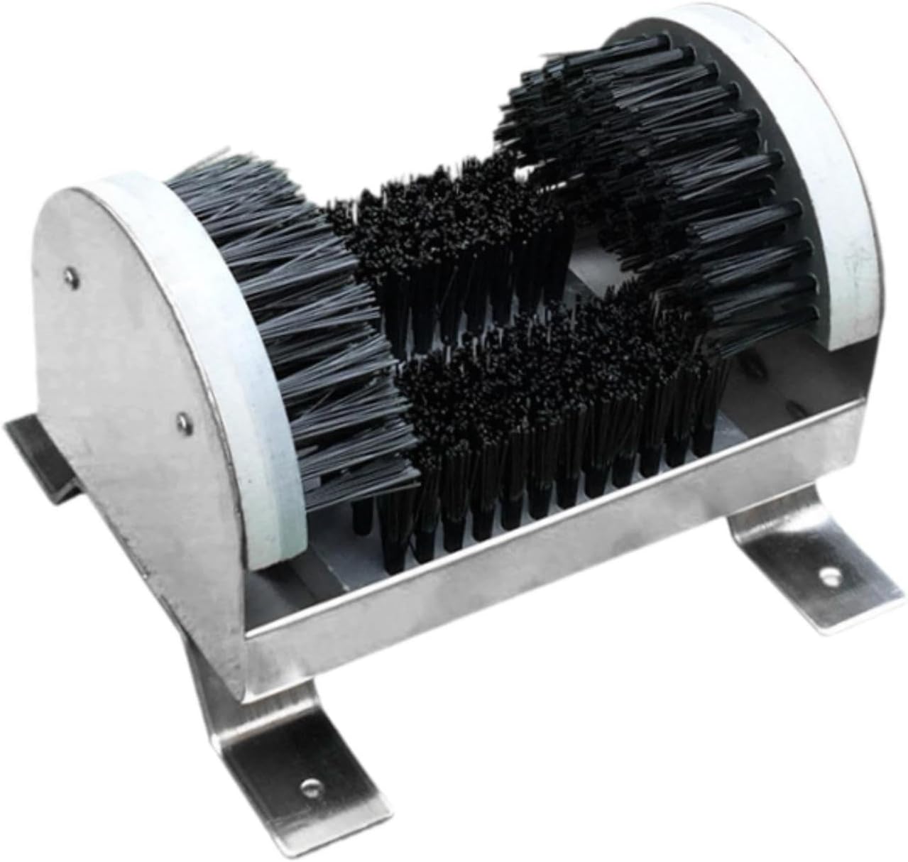 10粒 種子ドルステニア・ギガスのブラータ