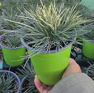 12 Plants on Patio Ideas for Lush Small Outdoor Spaces 98 Blue Fescue Festuca Glauca Elijah Blue Ornamental Grass Plant in 5 Inch ...