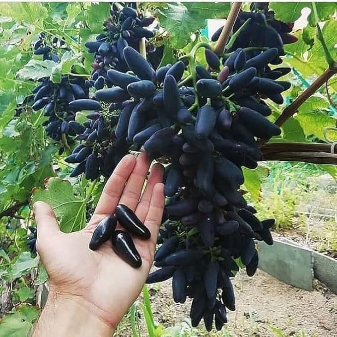 Image of Black Grapes Fruit Live Plant | Outdoor Climbing Vine Plant for Garden & Farm | Fast Growing Seasonal Fruiting Grape Plant - Pack of 1