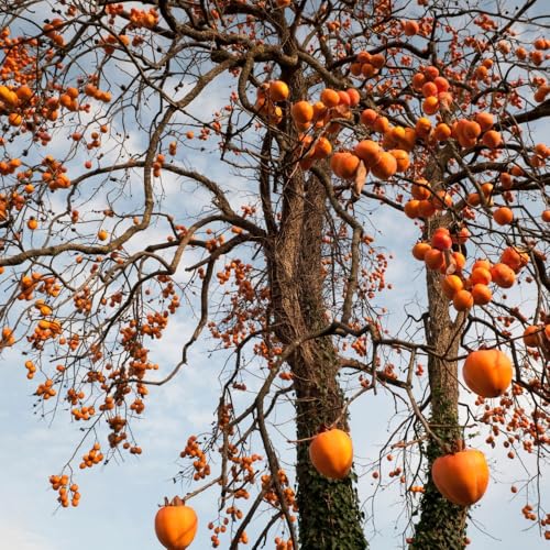 Live American Persimmon Plant Tree for Planting Outdoor, 12-18 Inches Tall, Hardy Fruit Tree for Garden and Patio Growing, Bareroot Plants