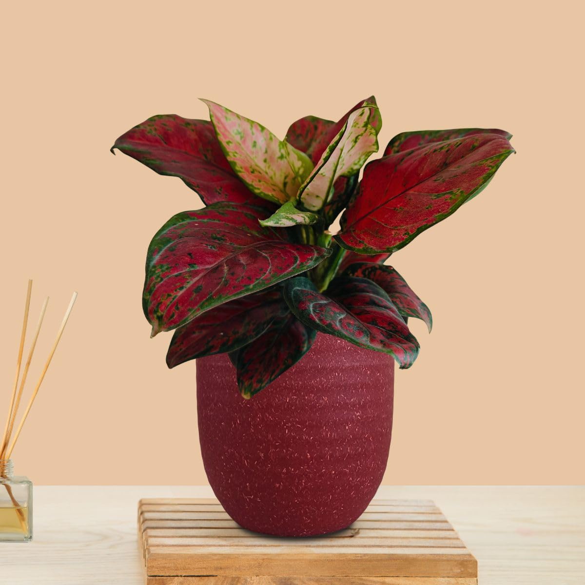 Greenkin Aglaonema Red Beauty Live Indoor Plant in Decorative Eco Pot | Air purifying Healthy Live Plant for Home, Office, Bedroom, Living Room, Bathroom (Red) (B0D6KK1NTM) Amazon Price History, Amazon Price Tracker