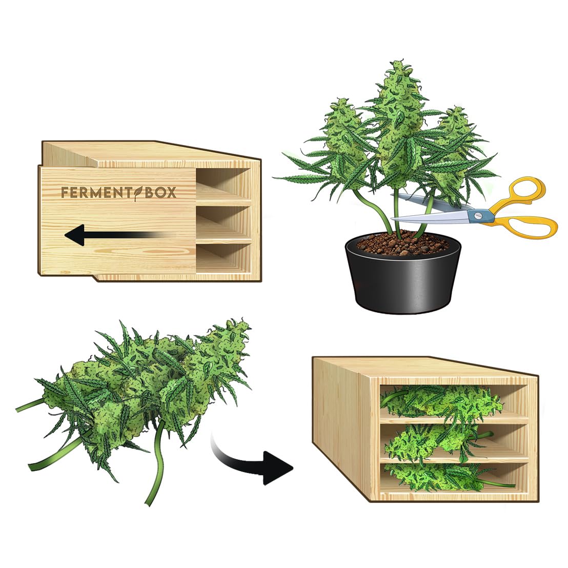 FermentBox® – Komplettset zur Trocknung, Curing & Fermentation mit Aktivkohlefilter für Blüten – Optimale Luftzirkulation & Feuchtigkeitsregulierung – 100% Kiefernholz – 200g Kapazität, geruchsfrei