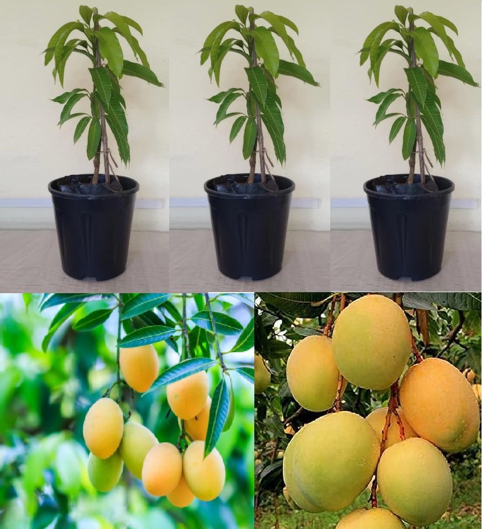 Green View® Ratnagiri Mango Live Plant | Alphonso Hapus Mango Tree | Konkan Variety | Sweet Juicy Grafted Fruit Plant for Home Garden, Pot, Balcony, or Terrace