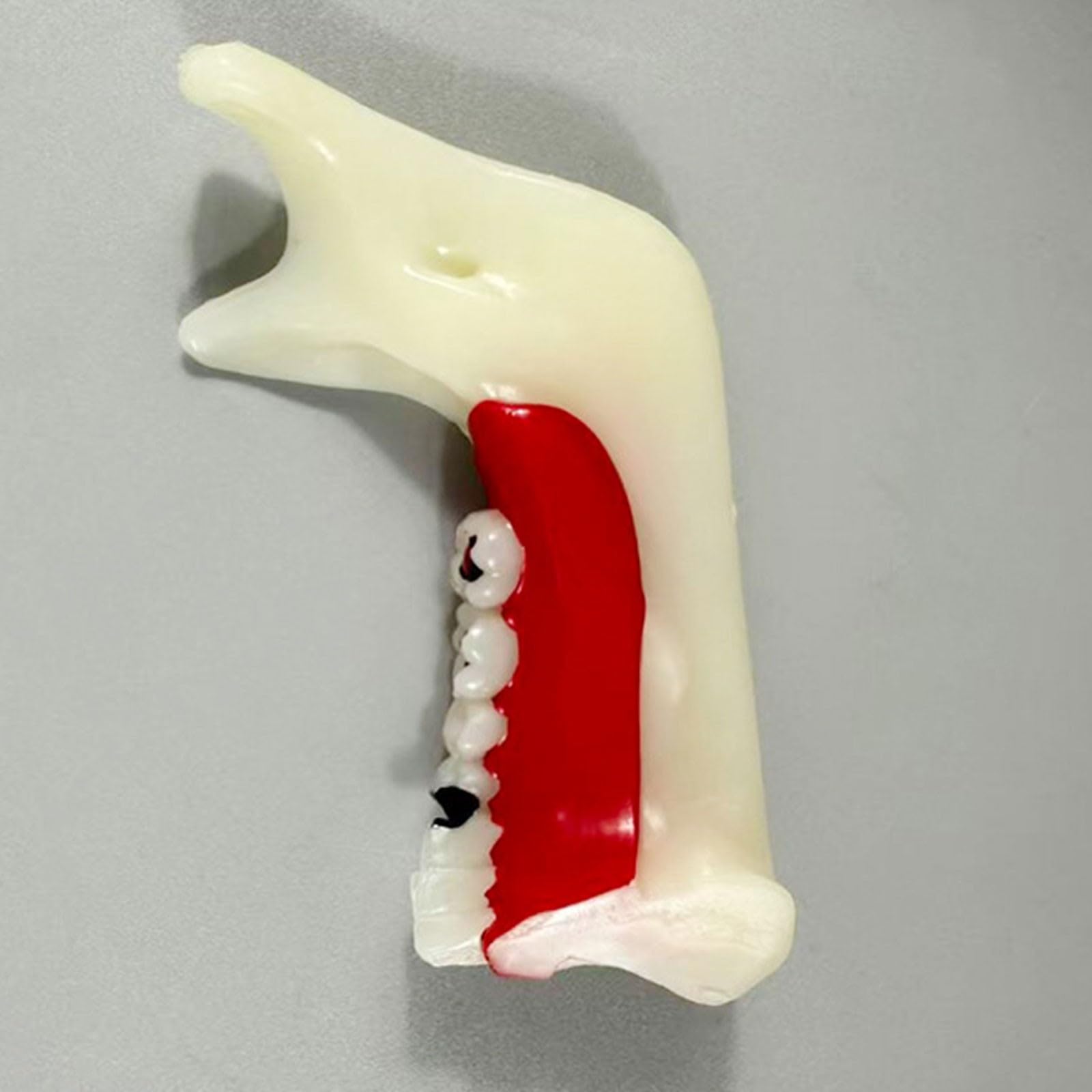 Modello di denti Typodont per l'educazione orale, strumento dimostrativo per lo studio della carie e della cisti radicale, aiuto didattico anatomico per dentisti