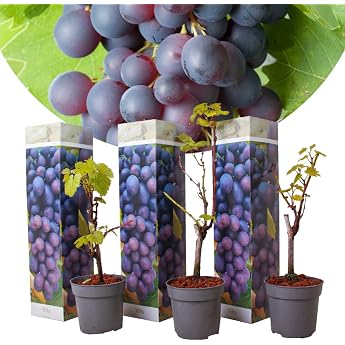 Vitis Vinifera Cabernet Franc Vine - Set of 3 - Grapevine - Pot 9 cm - Height 25-40 cm