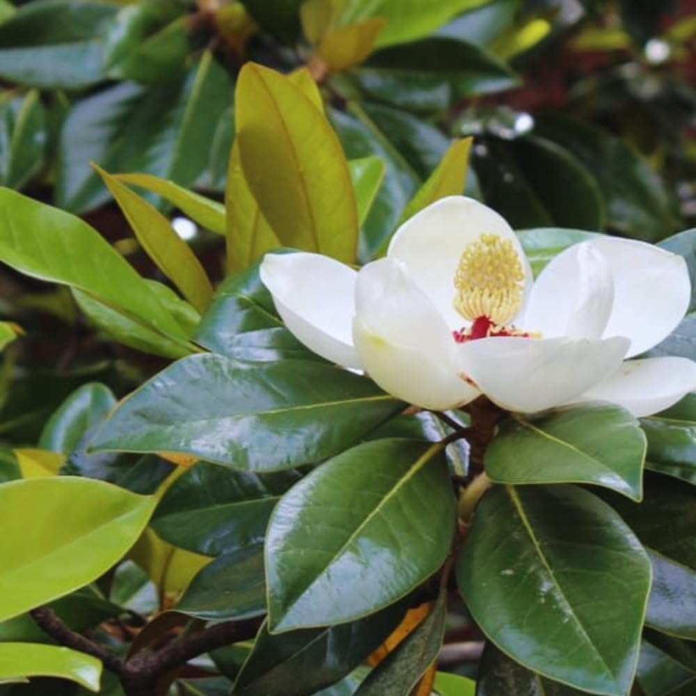 Sweetbay Magnolia Tree Live Plant, Magnolia Flower Plant, 6 to 12 Inches Tall, White Magnolia Plant Live