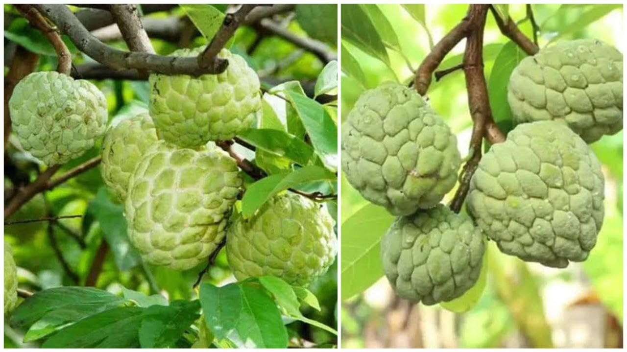 Custard Apple Super Green Thai Sugar Apple Sitaphal/Annona squamosa/Sitafal Ata (1.5-2ft)-image-25