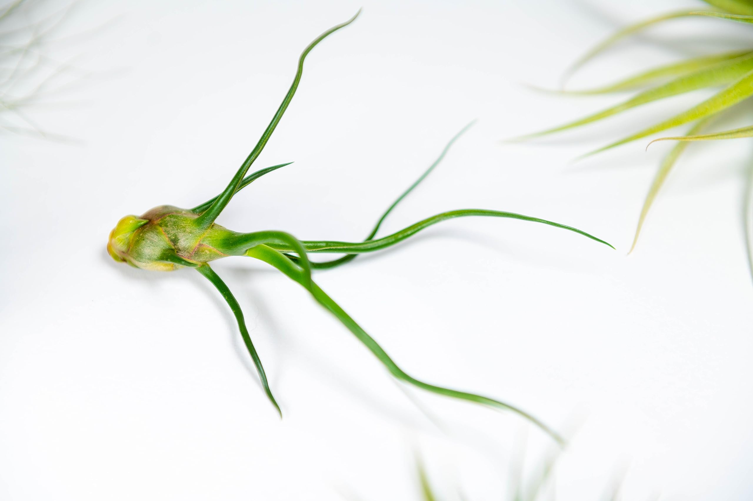 PACK Piante d'aria - Tillandsia Ionantha, T. Bulbosa, T. Juncea - Piante da fiore naturali - Esterno e Interno (9)