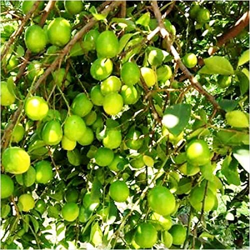 Image of Healthy Vibe Lemon Live Plant | Organic Gardening Plant for Home, Balcony & Terrace | Aromatic Citrus Tree (Height 1 feet to 2 feet)