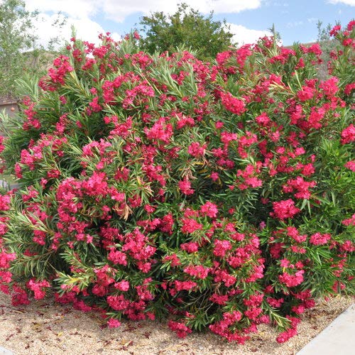 4.5 in. Quart Austin Pretty Limits Oleander (Nerium), Live Plant, Pink Flowers 4.5 in. Quart Austin Pretty Limits Oleander (Nerium), Live Plant, Pink Flowers