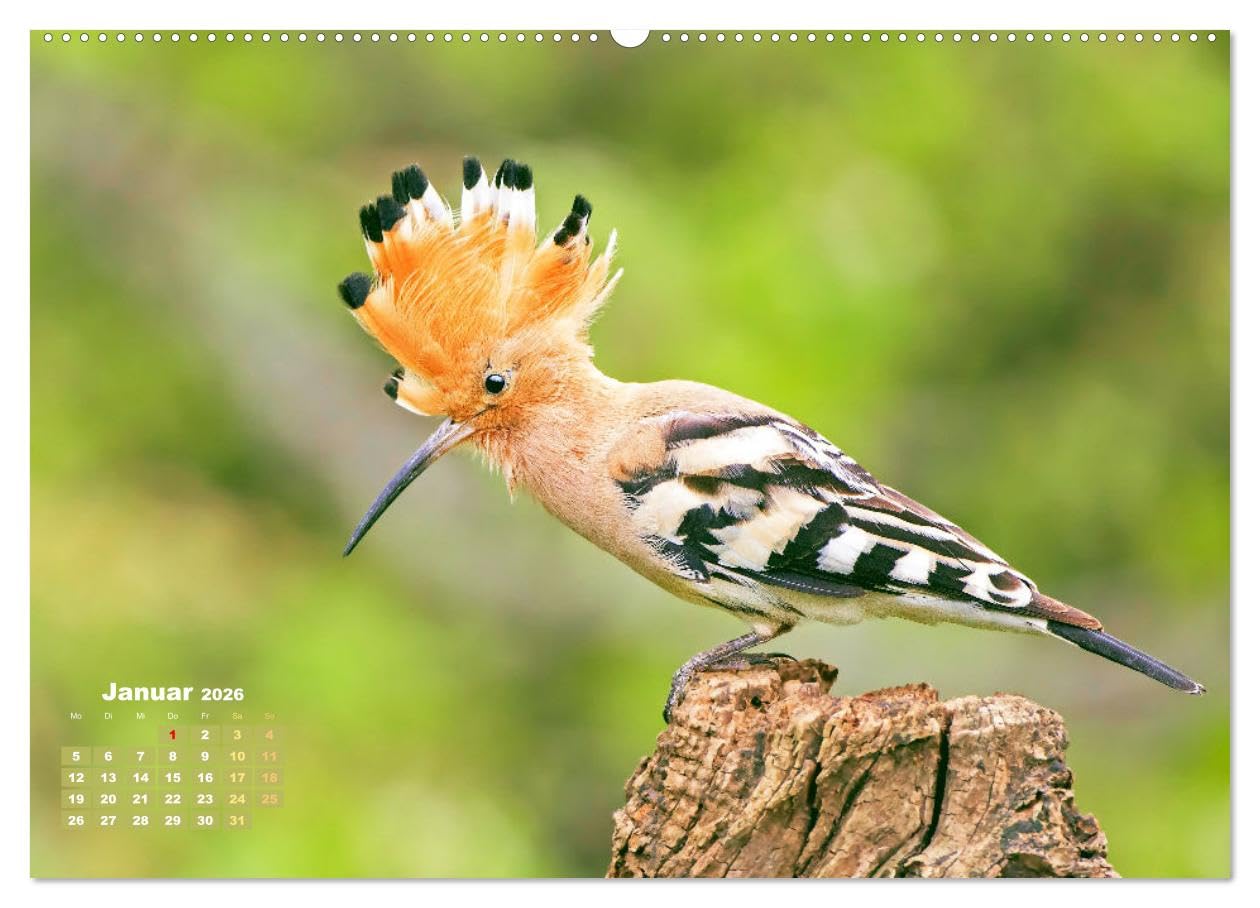Amsel, Fink und Star: Heimische Vögel (hochwertiger Premium Wandkalender 2026 DIN A2 quer), Kunstdruck in Hochglanz: So vielfältig ist die heimische Vogelwelt (CALVENDO Tiere)