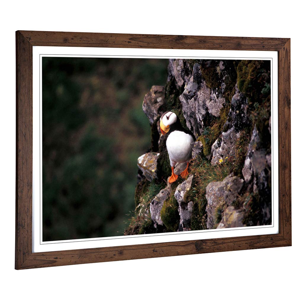 Big Box Art Framed Print of Atlantic Puffin (2) Design | Wall Art Picture | Home Decor for Kitchen, Living, Dining Room, Lounge, Bedroom, Hallway, Office, Walnut, A2 / 24.5x18 Inch / 62x45cm