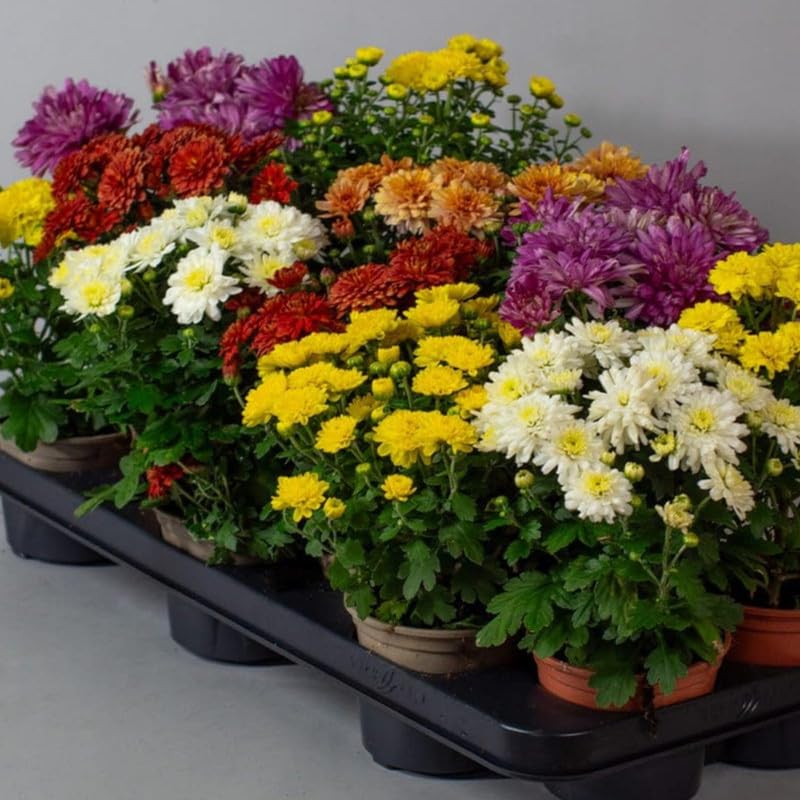 Chrysanthemum flower plants live, Sevanti Flower (Chrysanthemum) For Home Garden, Terrace, Balcony, Home Decoration (Pack of 1 Live Flower Plant)-image-3