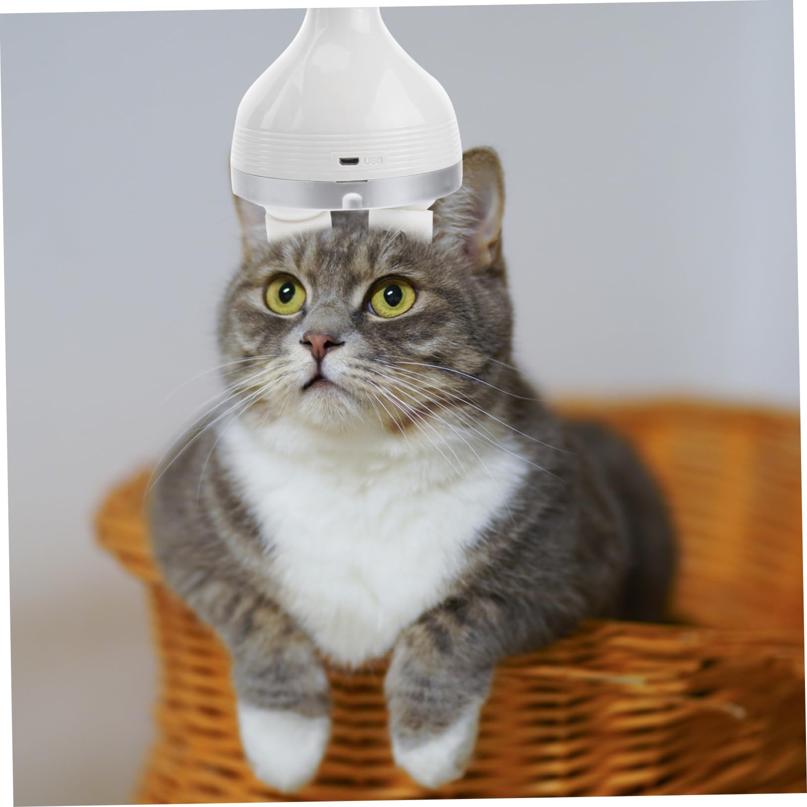 Toddmomy Massaggiatore Elettrico Per Animali Domestici Massaggio Profondo e Relax Per Gatti e Cani Ricaricabile Usb Design Omnidirezionale Giocattolo Divertente Accessorio Per Benessere