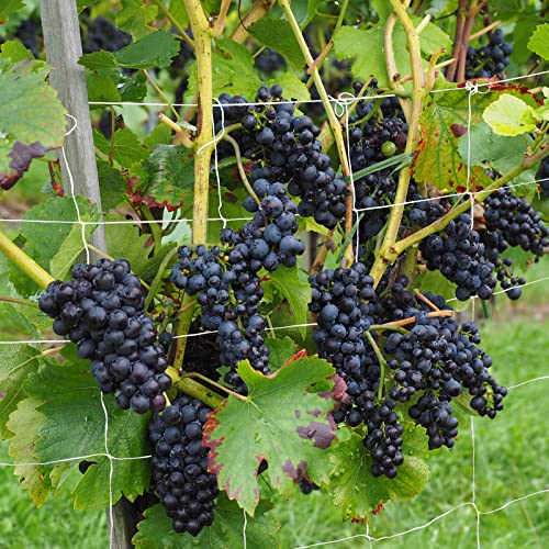 Vivosun 3307 5 X 30 Ft. Plant Trellis Netting, Heavy-Duty Polyester Grow Net For Garden thumb #6