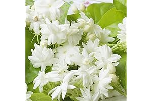 QAUZUY GARDEN 30 Arabian Jasmine Seeds (Attracts Pollinators)