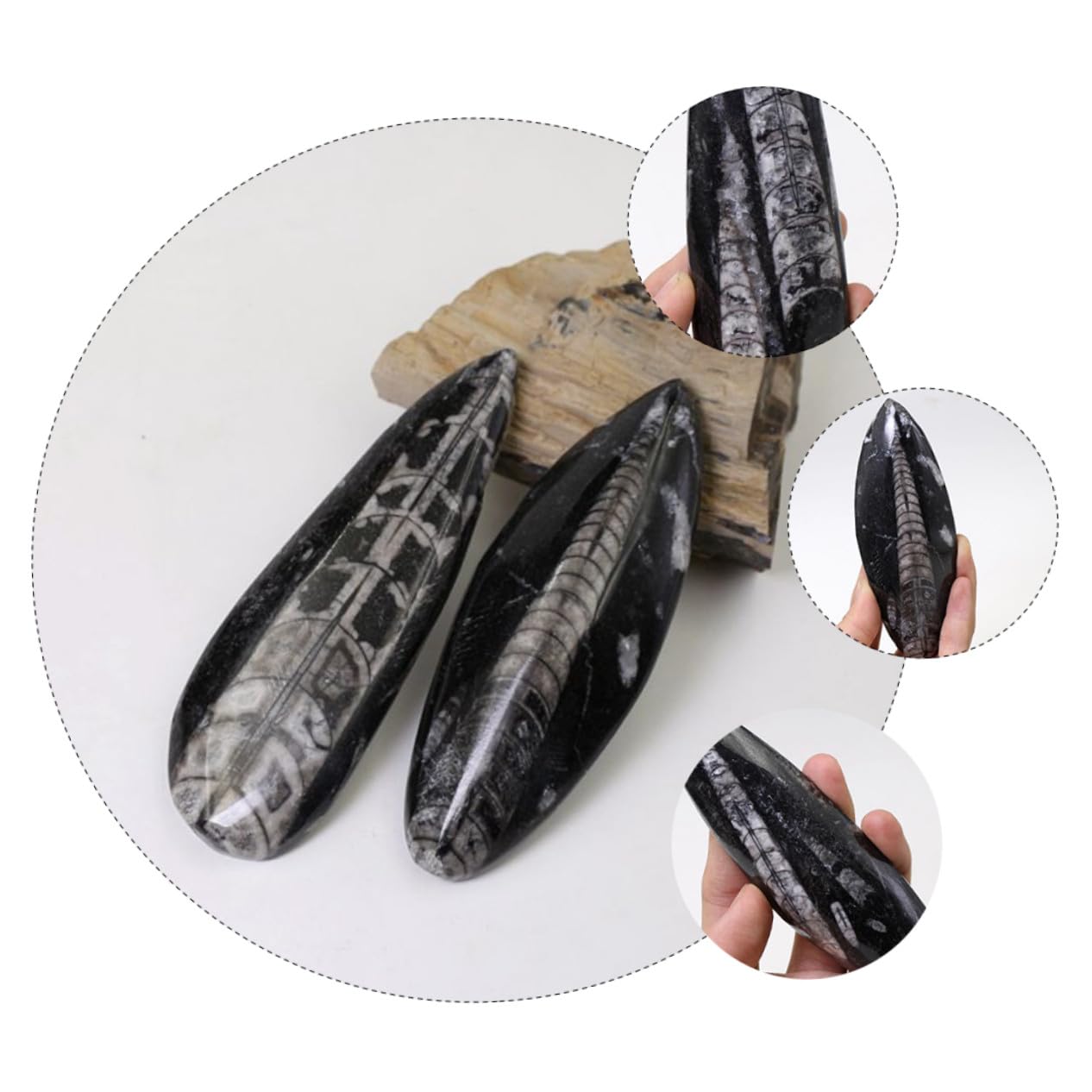 NOLITOY Especimen Fósil Orthoceras Grande para Enseñanza Decoración Científica Educativa Modelo Mineral Natural para Aula y Colección Paleontológica