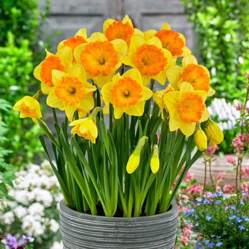 Live Green Imported Flower Bulbs for Home Gardening Multi-Color Packs (Daffodil Sunlover Pack of 5 Bulbs)