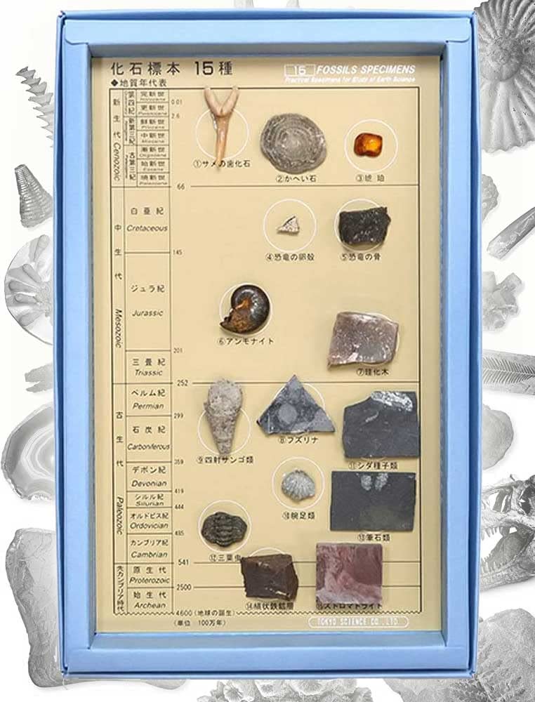 Amazon | SCIENCE「化石標本15種セット 解説付 箱入り（紙製）箱サイズ