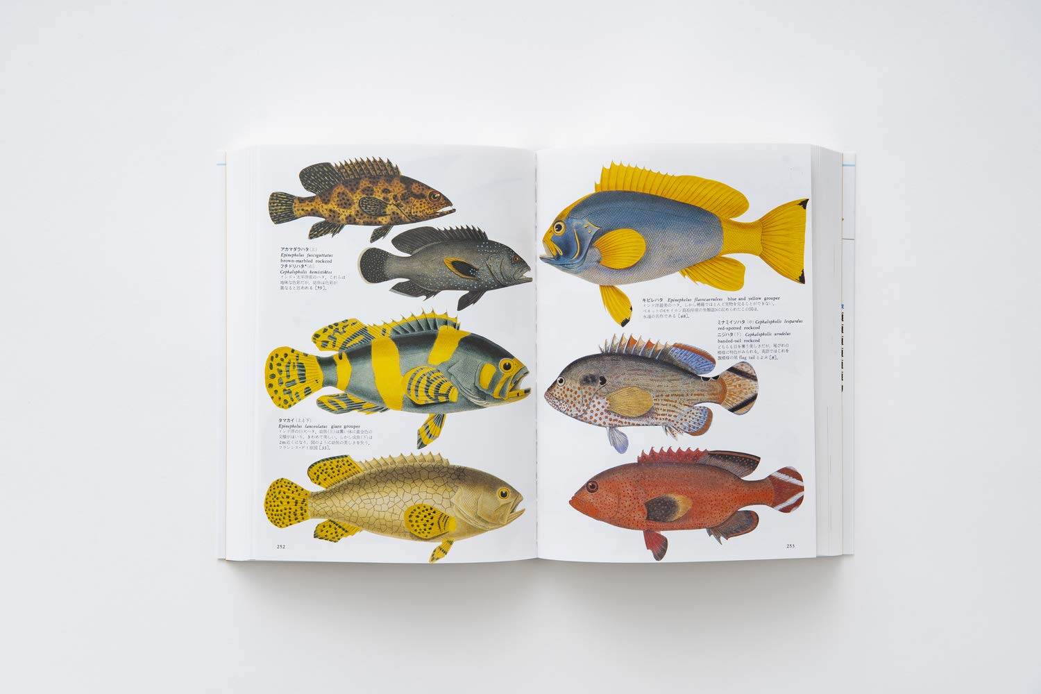 普及版 世界大博物図鑑 2 魚類 2 荒俣 宏 本 通販 Amazon