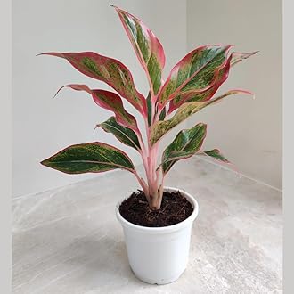 CAPPL Red Aglaonema Stylish Indoor Plant for Home and Office