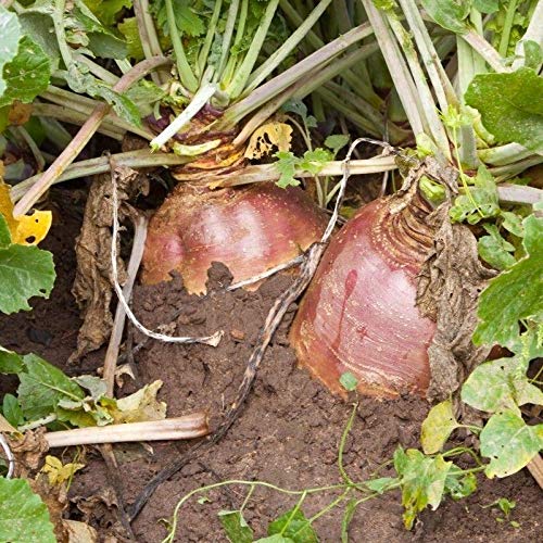 Laurentian Rutabaga Seeds - The Most Popular Rutabaga Grown Today. (100 - Seeds)