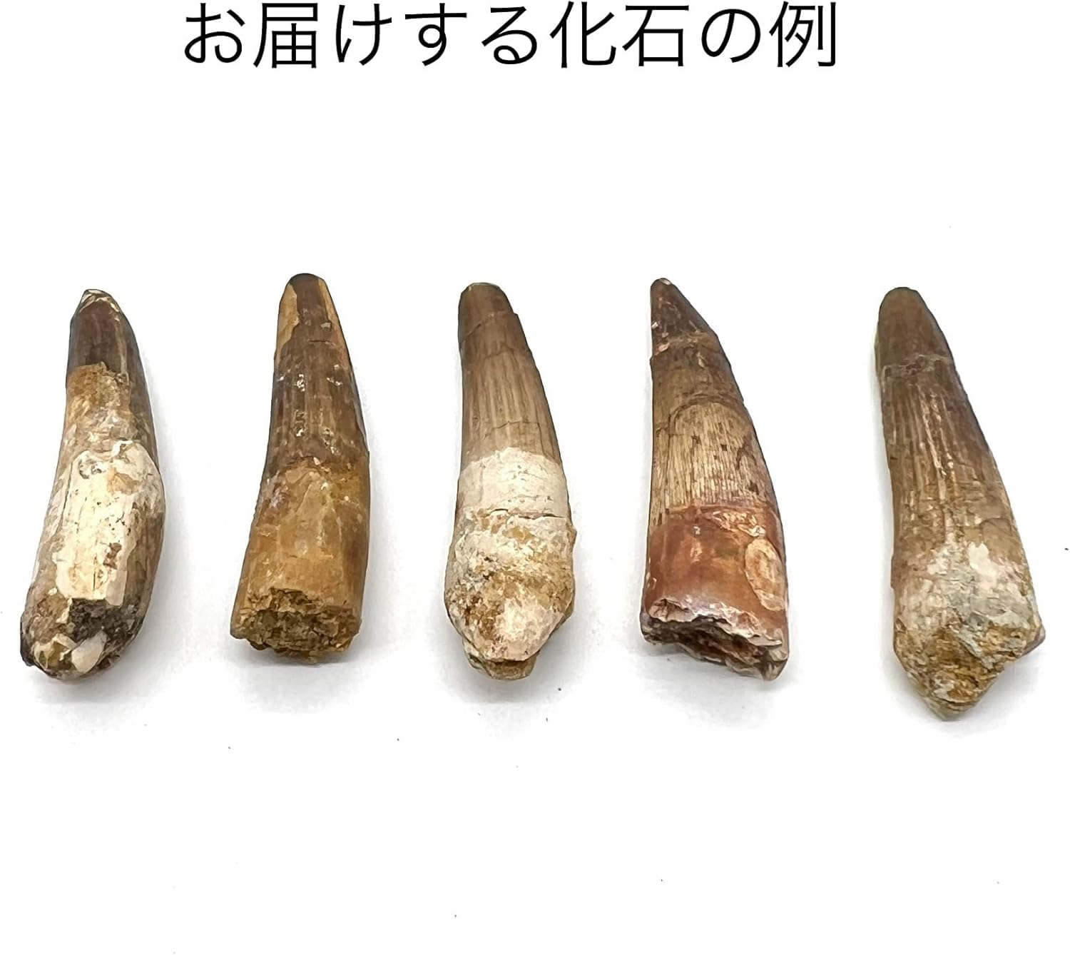 Amazon | つくしサイエンス スピノサウルス 歯 化石 恐竜 本物 白亜紀