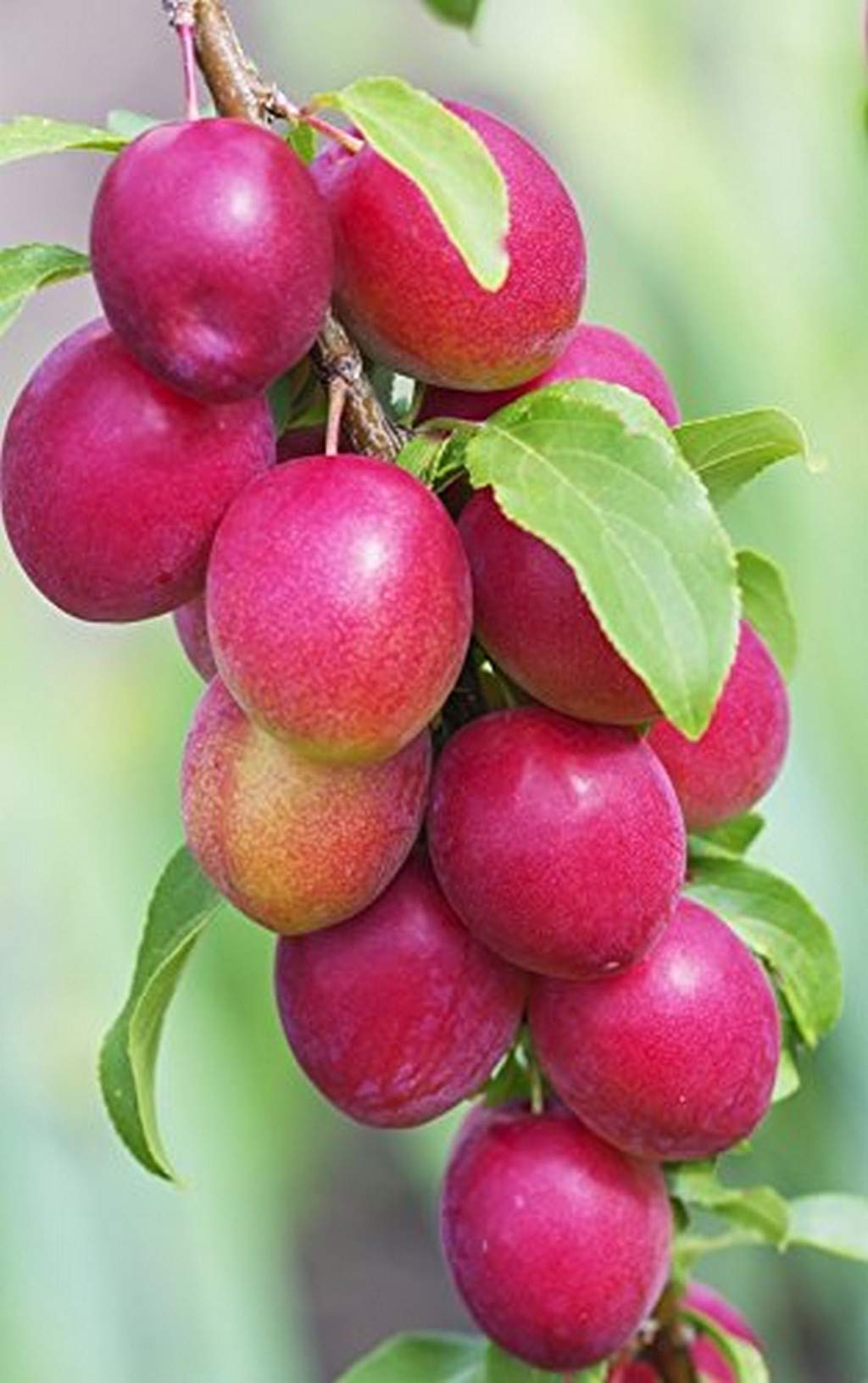 Creative Farmer Exotic Fruit Plum Live Plant/Alu Bukhara Exotic/Aromatic Garden Plant Live Plant(1 Healthy Plant) (PLANT-23-PLUM21ll@)