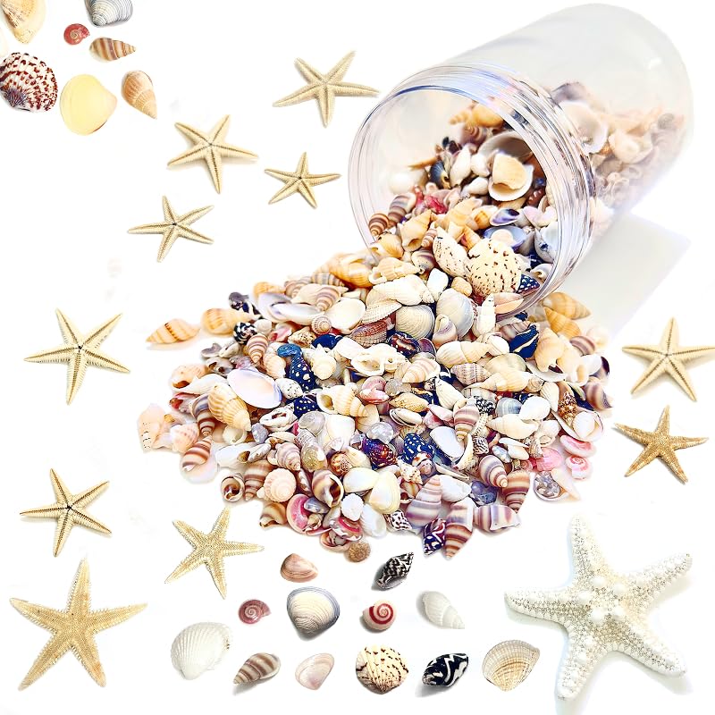 Lodkksg 1500 PCS sea Shells Small Natural Starfish Mixed Beach Snail Seashells are Suitable for Beach Theme Parties,Home Decoration, Various DIY Crafts,Candle Making,Shells,Fish Tank and vase fillers
