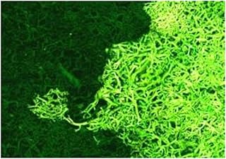 Ziterdes 12181 Lichen Light & Dark Green