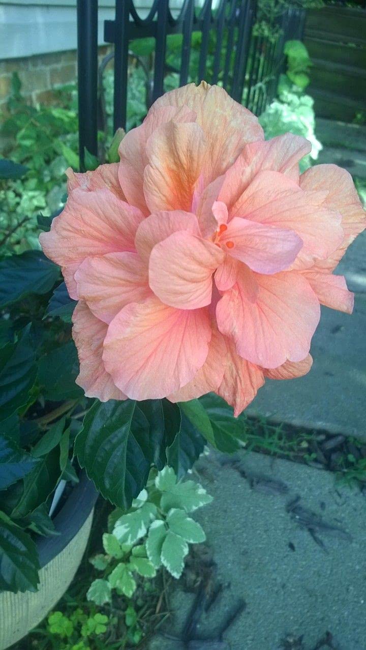 Aiden Gardens Dwarf Hybrid Hibiscus Plant Peach Double Color Flower 1 Helathy Live Plant On Poly Bag (B095X5PPG5) Amazon Price History, Amazon Price Tracker