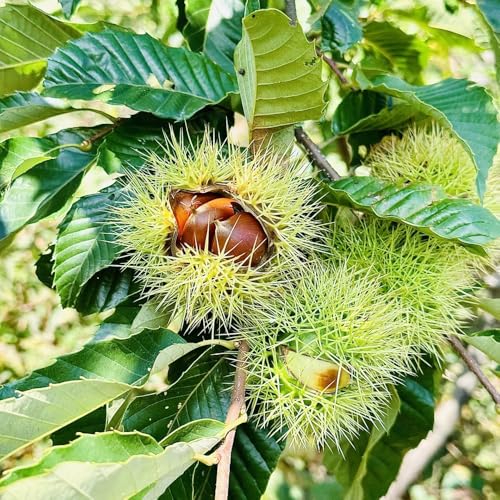 Comprar semillas de castaño - castañas - Las de jardín son perennes resistentes, crecimiento de balcón, 5pcs