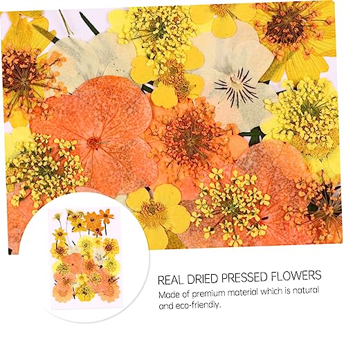 Flores prensadas secas naturales elegantes OSALADI 40 piezas miniatura 6