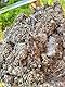 ALMICANNA: IMO 4 Indigene Mikroorganismen 250g - Erhöht die mikrobielle Vielfallt im Living Soil - Steigert Qualität und Ertrag