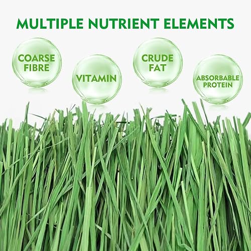 Miniatura 3 de Heno Timothy seleccionado a mano, todo natural para conejos, cobayas, cerdos holandeses, chinchillas, hámsters y otros animales pequeños,