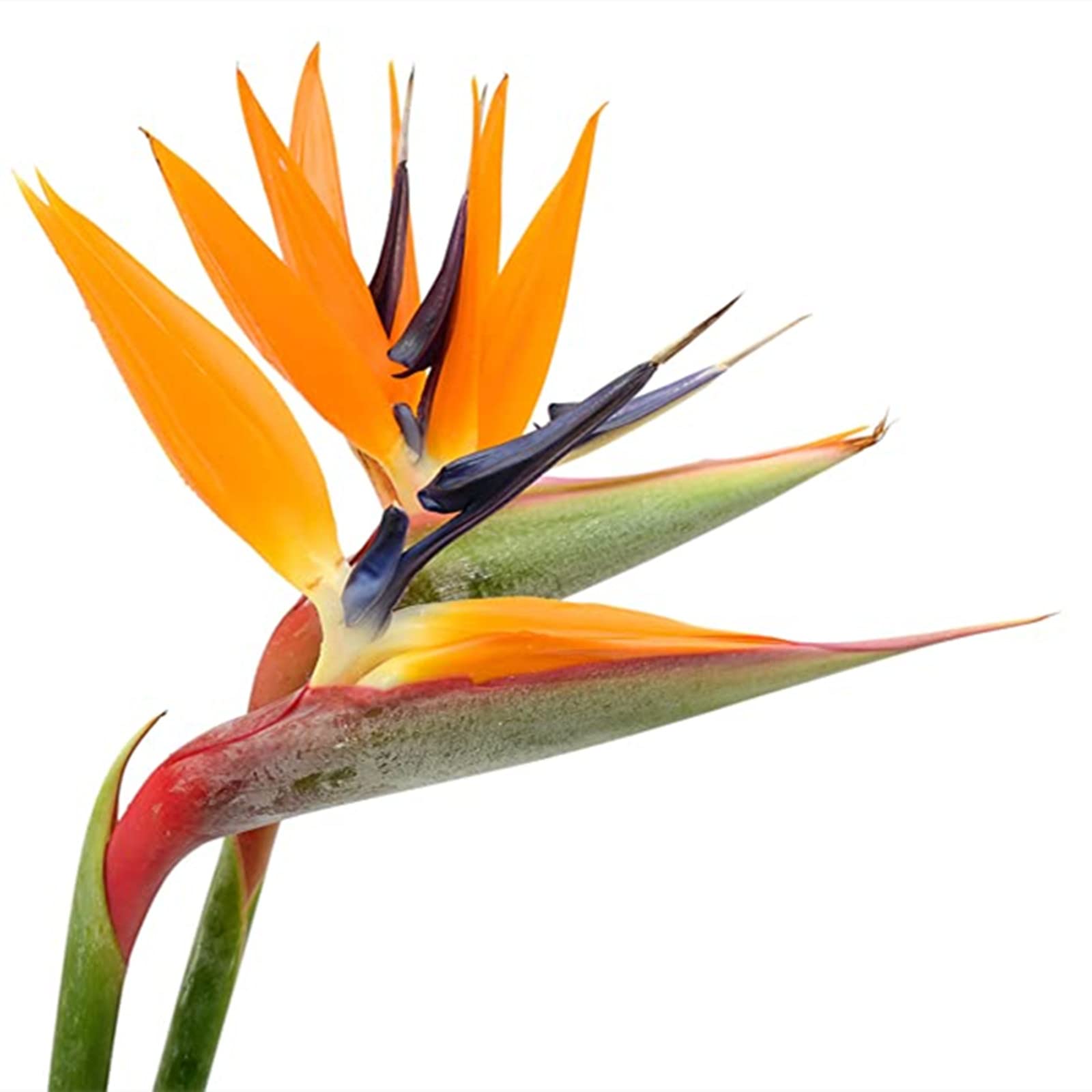 Strelitzia Pflanze,Strelitzia Zwiebel,Winterhart zwiebeln,Winterharte  Pflanzen,Pflanzen Zwiebeln Paradiesvogelblume Winterhart MehrjHrig, Paradiesvogelblume Zwiebel-5 Zwiebeln,A : Amazon.de: Garten