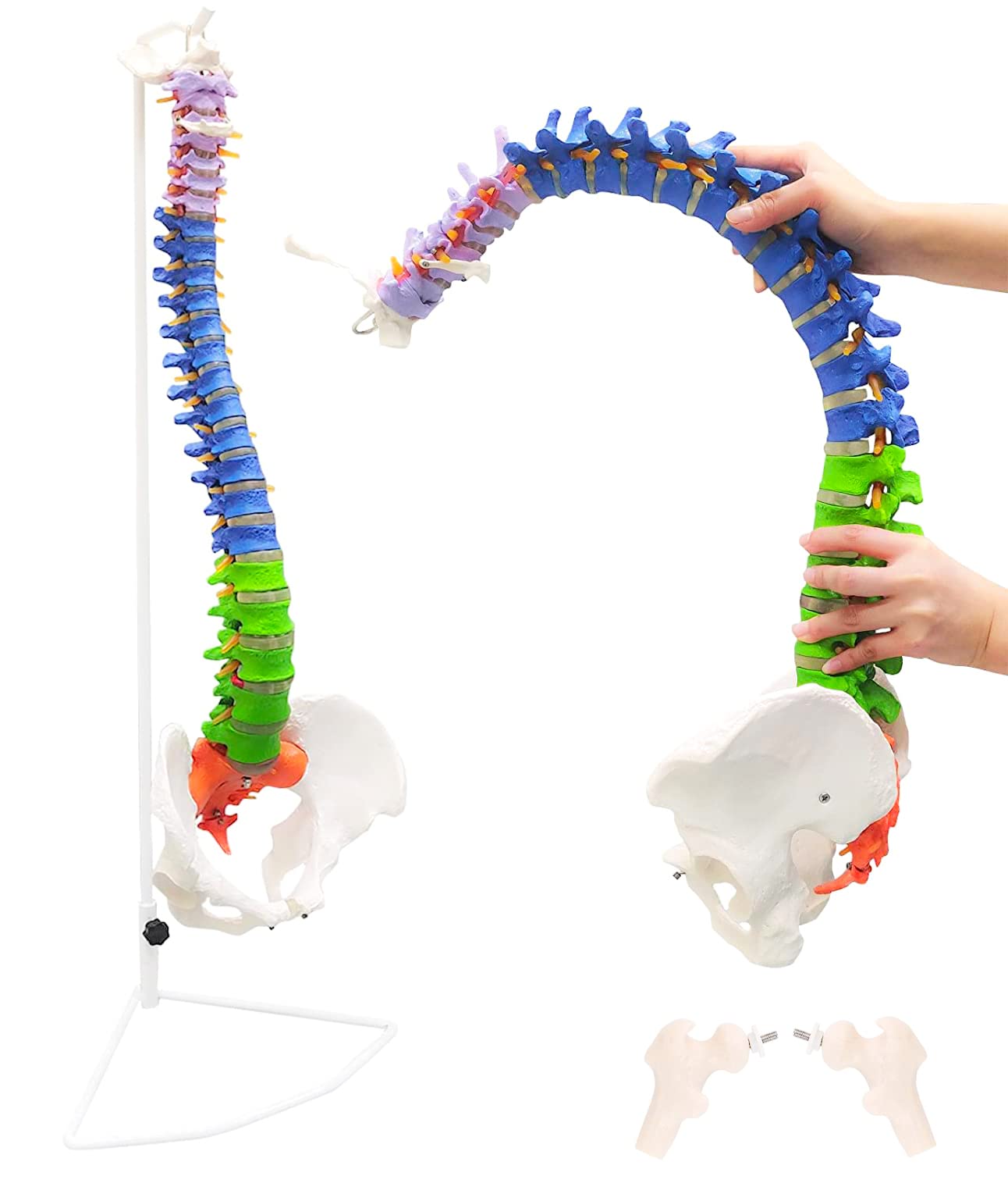 Amazon.co.jp: 【理学療法士監修】脊椎 模型 90cm 可動式 脊椎骨