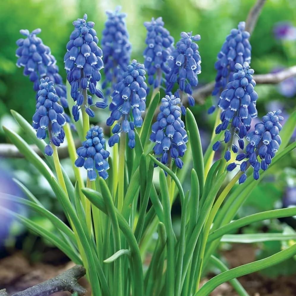 Muscari Armeniacum Bulbs - Perennial Muscari 'Grape Hyacinths' | Fragrant & Bell Shaped Blue Flowers - Perfect Addition to Any Garden (12 Pack)