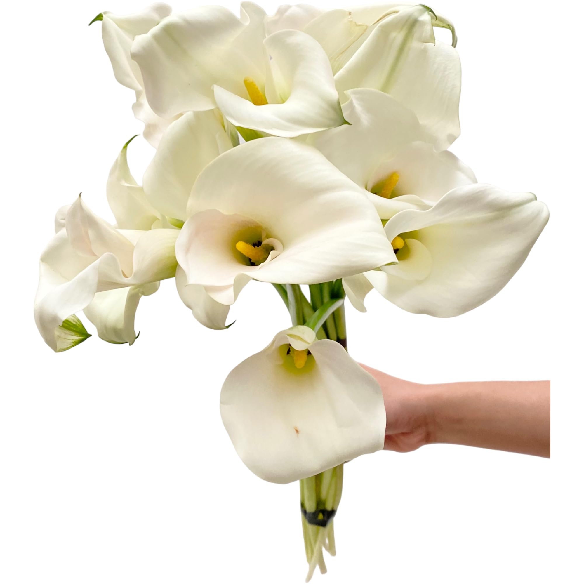 Next-day delivery 10 Calla Lilies Fresh Cut Flowers Bouquet Prime Delivery Gifts for Birthday Anniversary Friendship and Love Flower Arrangement (