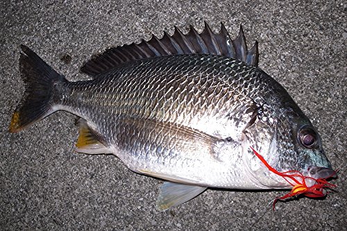 AbuGarcia (アブガルシア) チェックメイト 10g-オレンジチャートリュース チニング用フック SSCM10-ORCH 4枚目