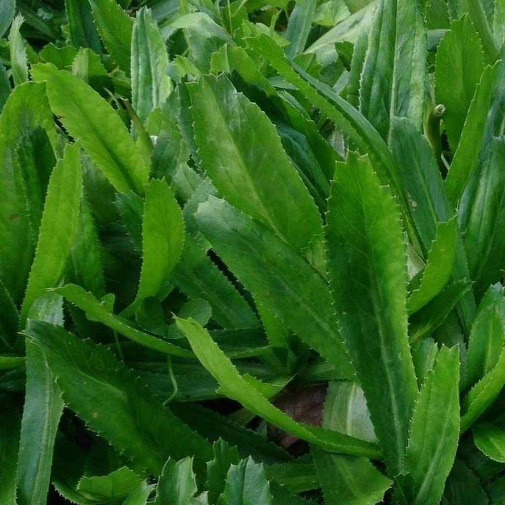 OhhSome African Malli (Eryngium Foetidum) Long Coriander Foetidum Malli,Culantro, Coriander, Mexican Coriander-Medicinal Plant 1 Healthy Live (Healthy Live Plant) (B09SDD6K9H) Amazon Price History, Amazon Price Tracker