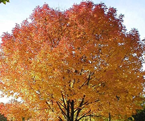 Sugar Maple, Acer Saccharum (Northern), 20 Tree Seeds, Fall Colors! #TOP1