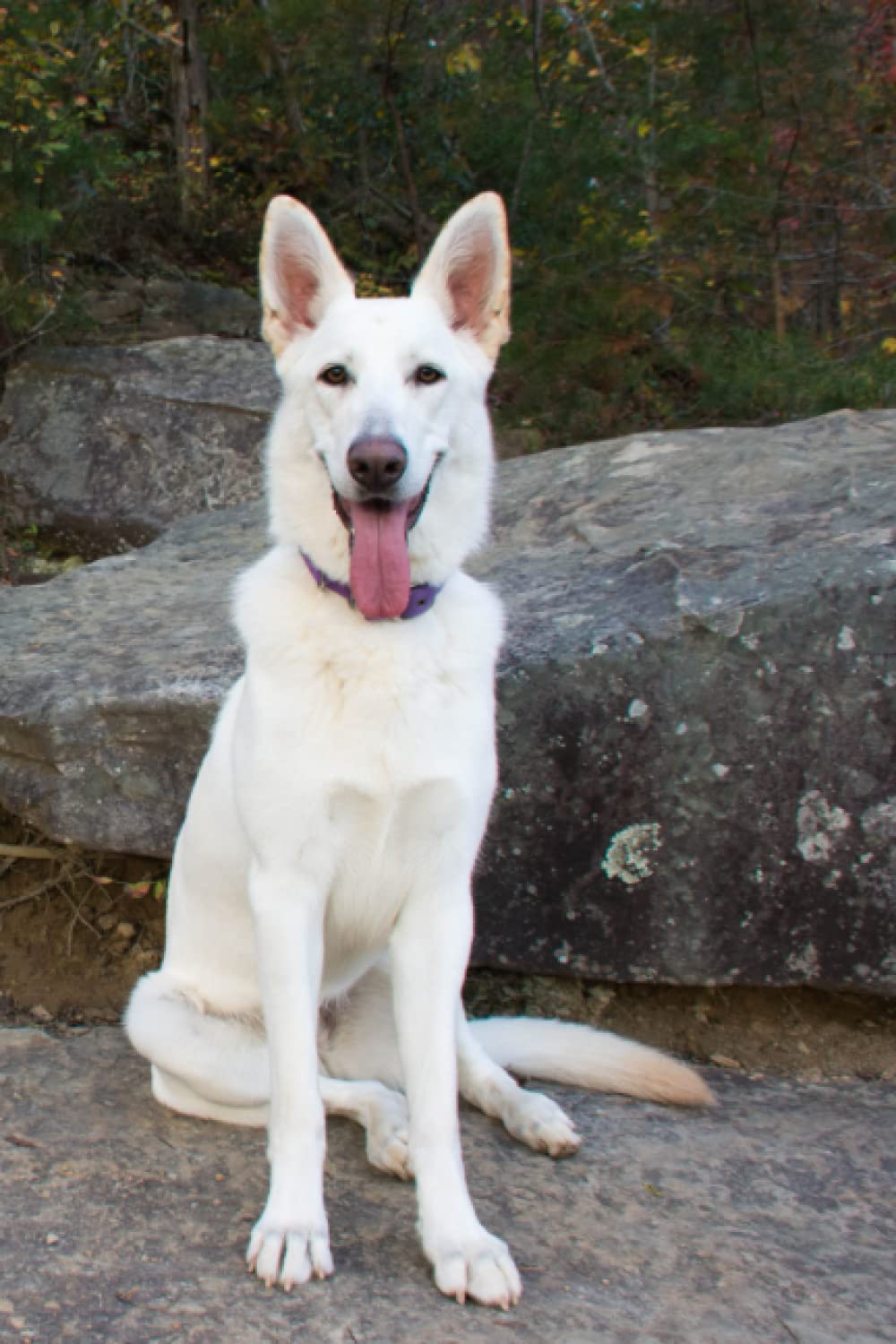 White German Shepherd Notebook: 6x9 College Ruled 120 Page Composition Book, Blank Lined Dog Journal for GSD Owners and Lovers